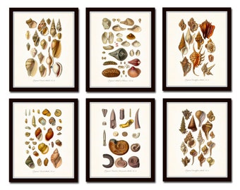 Antique Seashell Print Set, Shell Prints, Canvas Art, Wall Art, Beach Cottage Decor,Nautical Art, Art Print, Giclee, Scientific Illustration