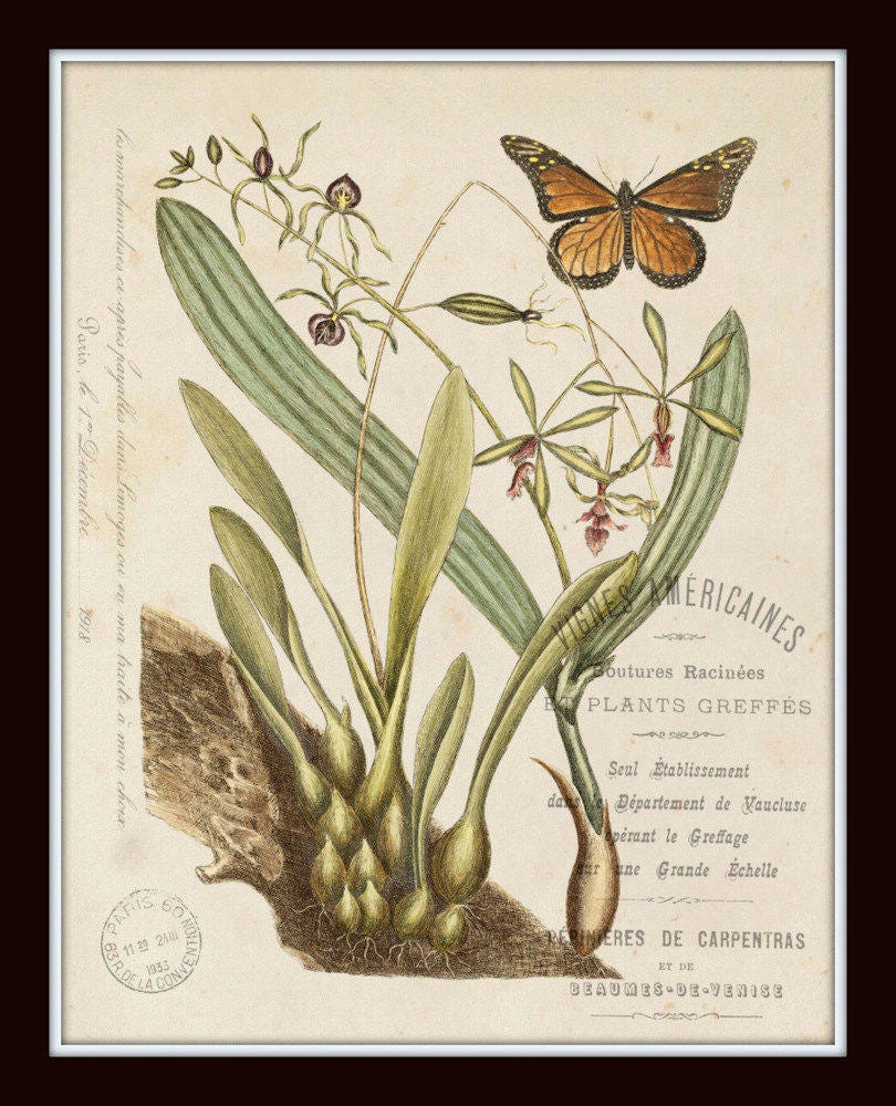 Vintage Butterfly and Botanical Collage Print Set No. 2, Giclee ...