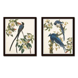 Blue Birds Print Set No. 1, Botanical Prints, Wall Art, Bird Prints, Giclee, Vintage Bird Art, Audubon Bird Prints, Magnolia, Bird Art