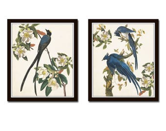 Blue Birds Print Set No. 1, Botanical Prints, Wall Art, Prints, Giclee, Vintage Bird Prints, Audubon Bird Prints, Magnolia,