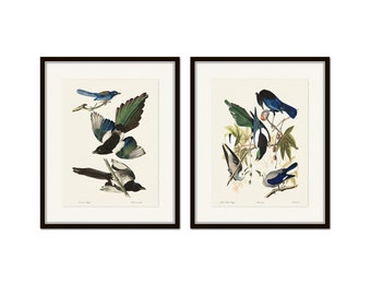 Audubon Vintage Birds Print Set No. 8, Blue Birds, Botanical Art, Bird Art, Vintage Art, Home Decor, Wall Art, Blue Jay, Magpie