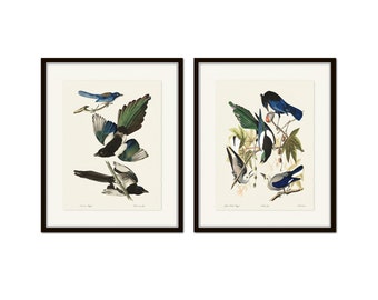 Op de afbeelding: Twee ingelijste prints van vintage vogel illustraties. De prints tonen een zwart-witte ekster met blauwe accenten, zittend op een tak met groene bladeren. De prints zijn ingelijst in zwart.