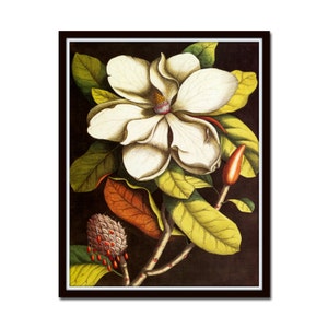 Vintage Magnolia No. 55, Botanical Print, Home Decor, Cottage Decor, Wall Art, Illustration, Giclee, Art Print, Vintage Botanical, Magnolia