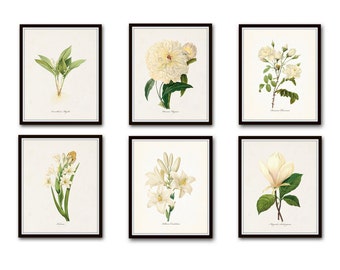 White Botanical Print Set No. 4, Botanical Print, Giclee, Art Prints, Antique Botanical Prints, Botanical Illustration, Wall Art, Print Set