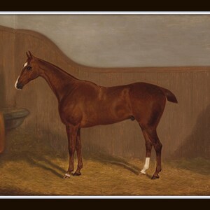 May include: A brown horse stands in a stable with wooden walls. The horse is facing left and has a white marking on its right hind leg.