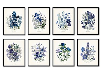 Fleurs de Jardin Print Set No. 8, Botanical Print, Giclee, Art Prints, Antique Botanical, Illustration, Blue Flower Print, Wall Art, Collage