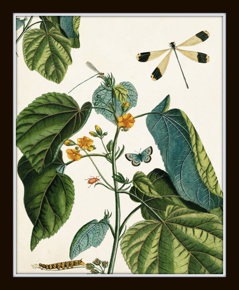 Nature Study Collage No. 23, Botanical Print Set, Art, Giclee, Prints, Vintage Botanical, Butterfly Print, Collage, Illustration, Botanical image 3