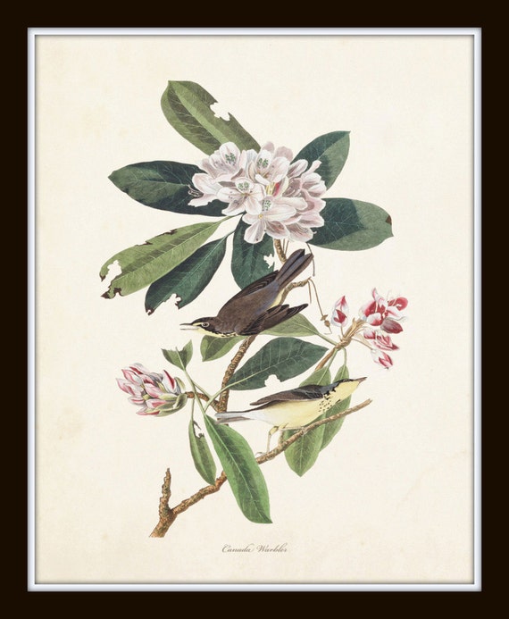 Audubon Bird Prints Set No. 16, Botanical Prints, Audubon