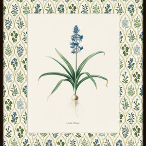 May include: A vintage botanical illustration of a blue Scilla flower with green leaves and a white root system. The illustration is framed with a white background and a green and blue floral pattern border.
