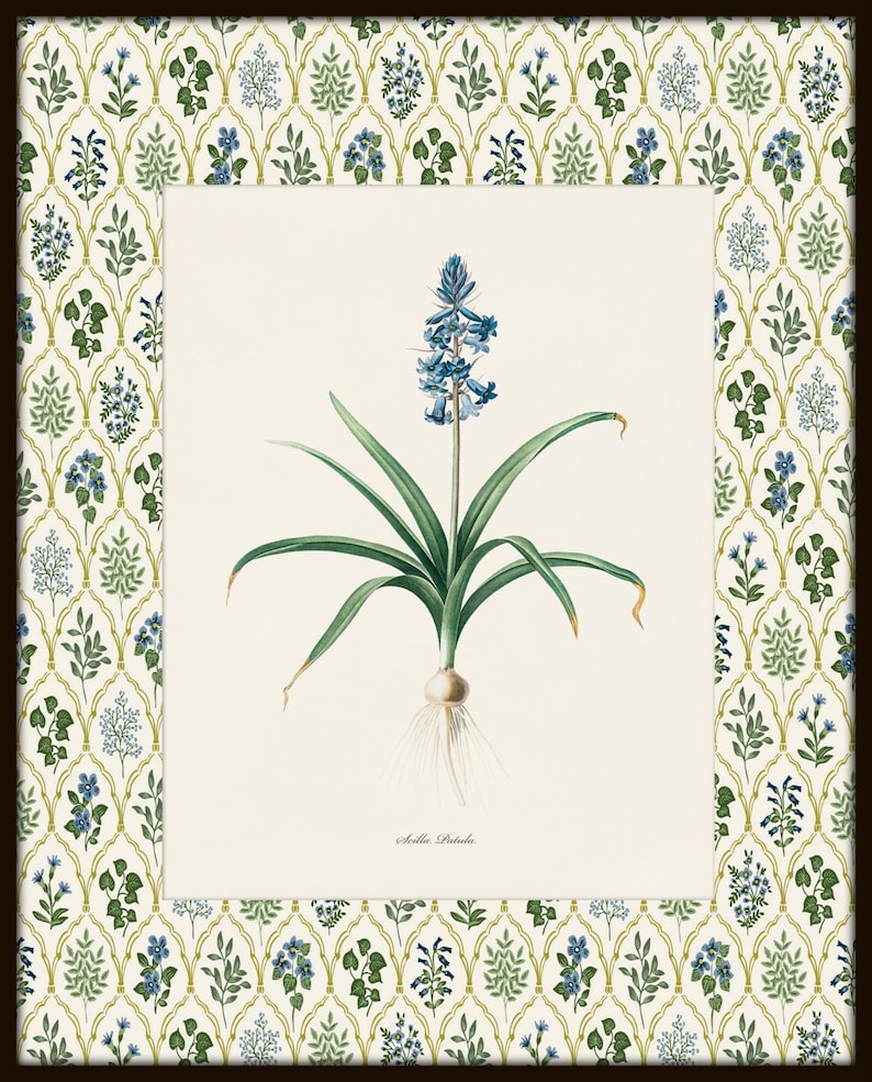 May include: A vintage botanical illustration of a blue Scilla flower with green leaves and a white root system. The illustration is framed with a white background and a green and blue floral pattern border.