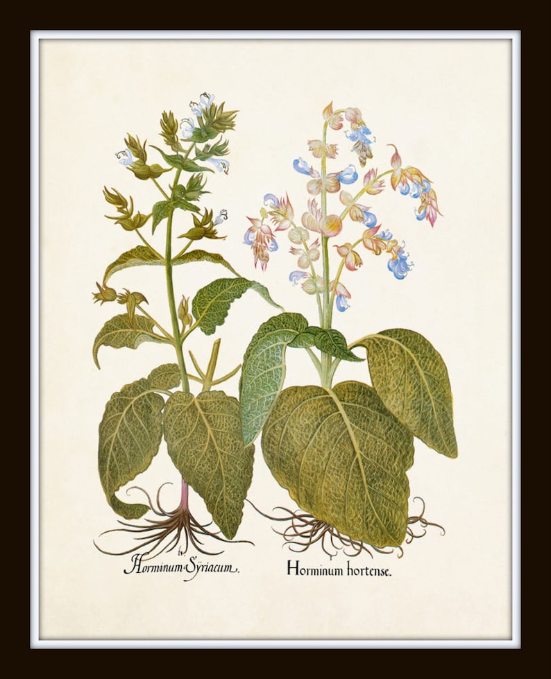 Antique Herbs Print Set No. 32, Herb Prints, Botanical Prints, Botanical Art, Botanical Print Set, Kitchen Art, Giclee, Art Prints, Herb image 7