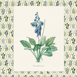 May include: A botanical illustration of a blue flowering plant with green leaves. The plant is labeled "Hemerocallis Caerulea".