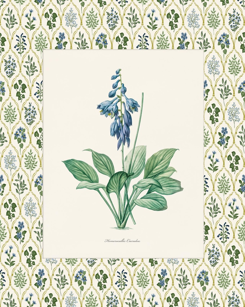 May include: A botanical illustration of a blue flowering plant with green leaves. The plant is labeled "Hemerocallis Caerulea".
