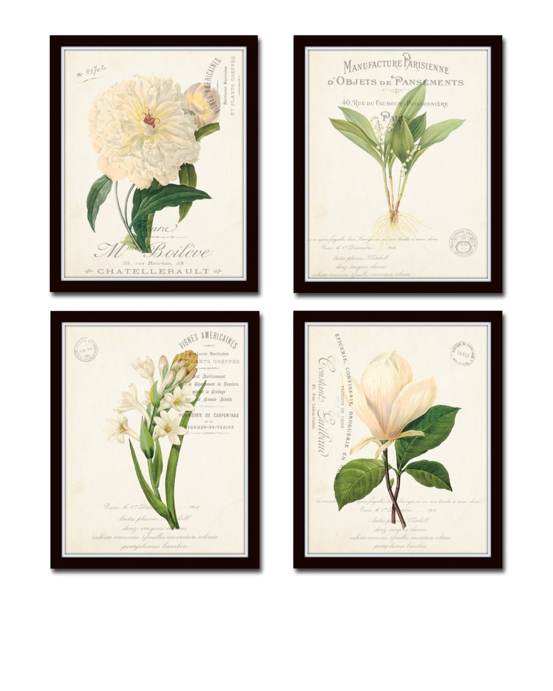 French Botanical Collage Print Set No. 3, Vintage Botanical, Print Sets ...