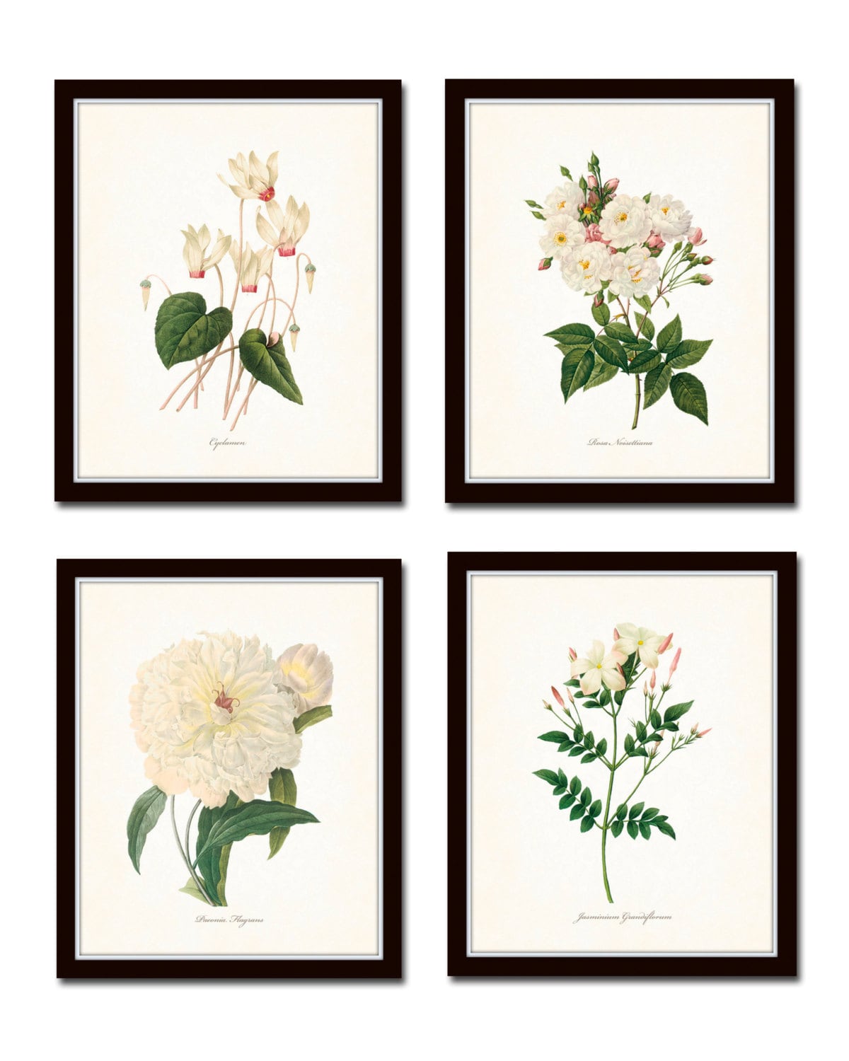 White Botanical Print Set No. 2, Giclee, Antique Botanical Prints ...