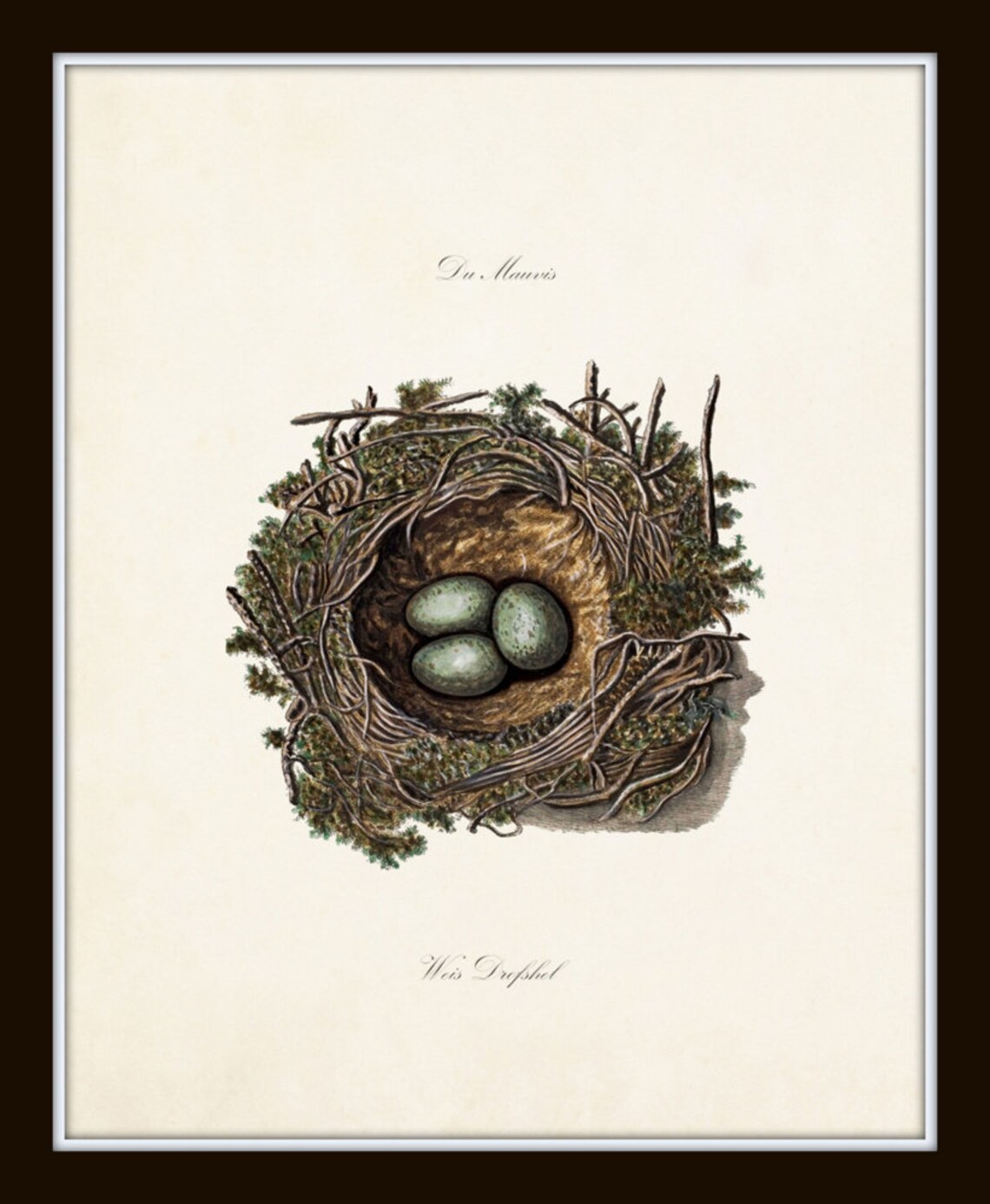 Bird Nest Print Set Bird Egg Prints Bird Nest Prints Etsy