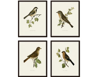 Vintage Bird Prints Set No. 22, Bird Art, Home Decor, Wall Art, Vintage Bird Prints, Giclee, Vintage Bird Prints