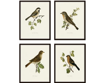 Vintage Bird Prints Set No. 22, Nature Prints, Wall Decor, Wall Art, Vintage Bird Prints, Giclee, Vintage Bird Prints