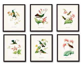 Hummingbird Print Set 1, Bird Prints, Giclee, Art Prints, Tropical Bird Prints, Vintage Hummingbird Prints,Illustration, Natural History Art