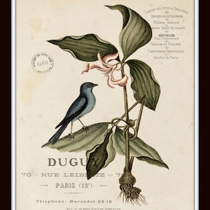 Pu&ograve; includere: Un'illustrazione vintage di un uccello blu appollaiato su una pianta verde con fiori rosa. L'immagine include del testo che recita "DUGUY 70: RUE LEIBNITZ: 70 PARIS (18') Telefono: Marcadet 04-18".