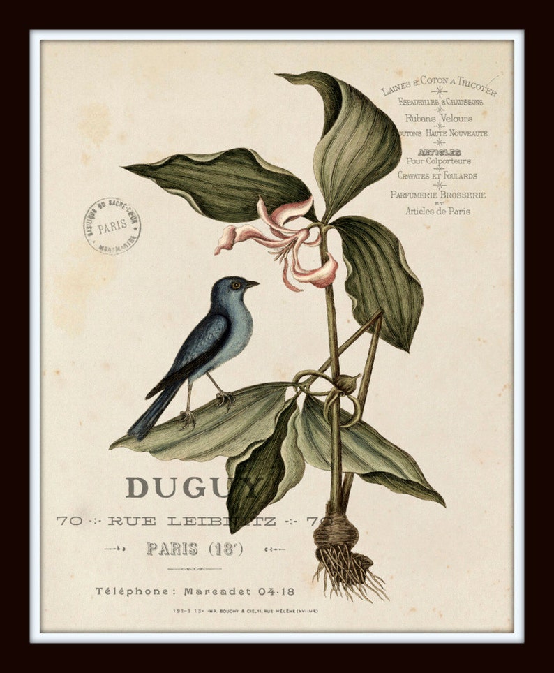 Pu&ograve; includere: Un'illustrazione vintage di un uccello blu appollaiato su una pianta verde con fiori rosa. L'immagine include del testo che recita "DUGUY 70: RUE LEIBNITZ: 70 PARIS (18') Telefono: Marcadet 04-18".