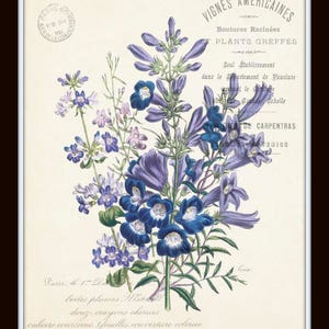 French Botanical Collage Print Set No. 29, Botanical Print, Wall Art ...