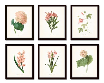 Pink Botanical Print Set No. 2, Redoute Botanical Print, Giclee, Antique Botanical Print, Wall Art, Art Prints, Illustration, Pink Flower