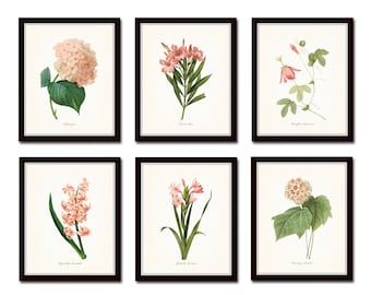Pink Botanical Print Set No. 2, French Botanical Prints, Giclee, Antique Botanical Prints, Pink Flower Prints, Vintage Botanical Art