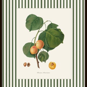 May include: A botanical illustration of a branch of an apricot tree with green leaves and ripe apricots. The text "Prunus Armeniaca" is printed below the image.