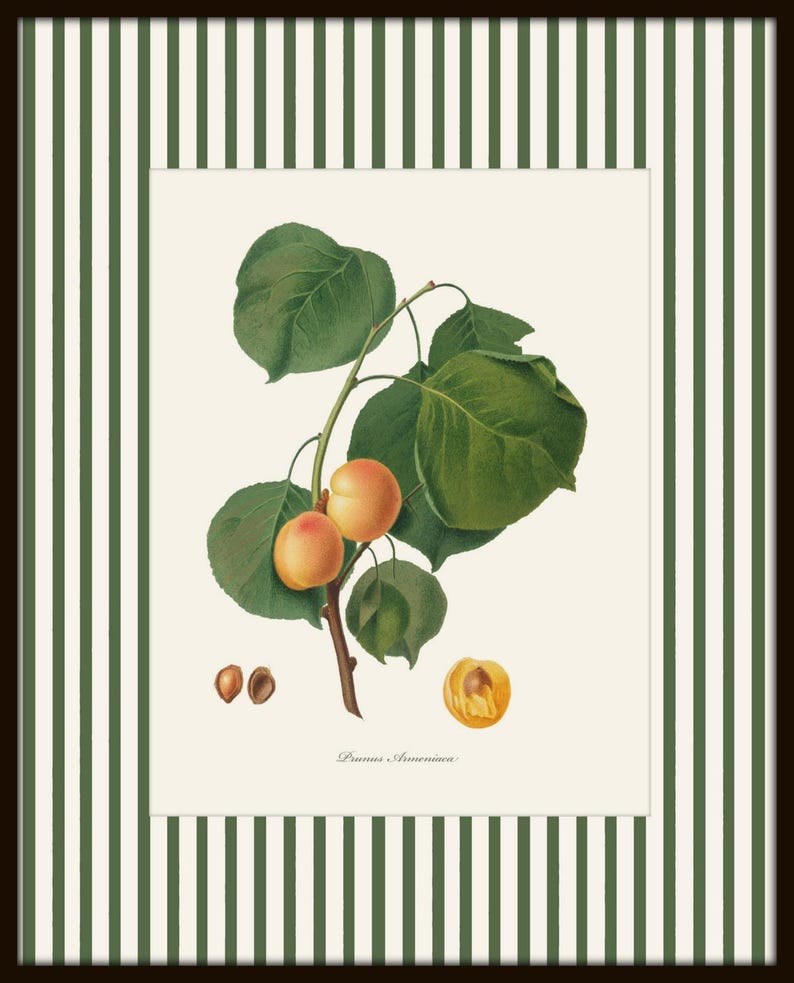 May include: A botanical illustration of a branch of an apricot tree with green leaves and ripe apricots. The text "Prunus Armeniaca" is printed below the image.