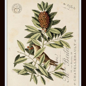 Pu&ograve; includere: Un'illustrazione botanica vintage di un uccello appollaiato su un ramo con bacche rosse. L'uccello &egrave; marrone con il petto chiaro. L'illustrazione &egrave; intitolata "M. le Bailler" e viene attribuita a Chatellereault.