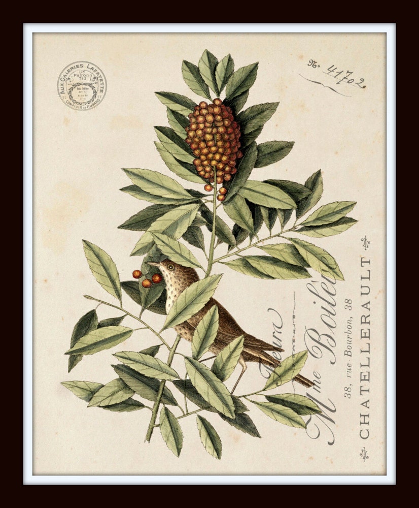 Vintage Bird and Botanical Print Set No.2 Giclee Art Prints | Etsy