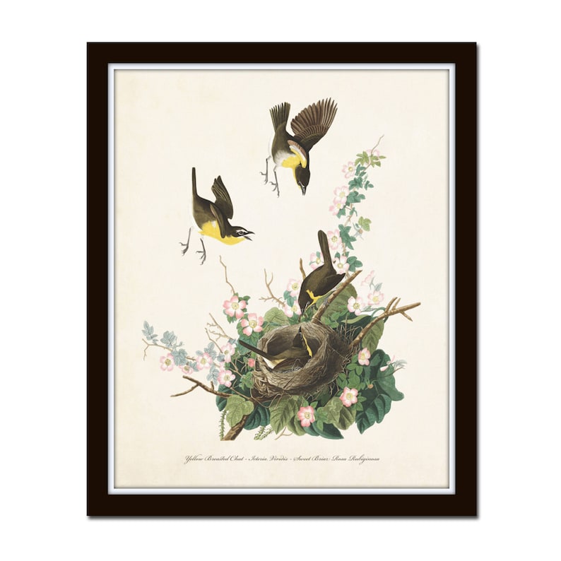 Vintage Audubon Yellow Chat, Vintage Bird Print, Giclee, Art Prints, Bird Art, Bird Nest, Audubon Bird Prints, Home Decor, Wall Art image 2
