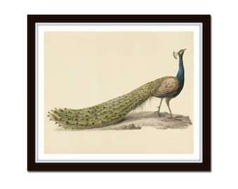 Antique Peacock No. 5, Wall Art, Art Print, Antique Reproduction Painting, Peacock Print, Home Decor, Giclee Print, Bird Print