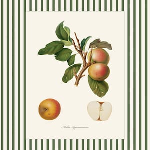 May include: A botanical illustration of an apple tree branch with three apples, one cut in half, and the text "Malus Appenninensis".