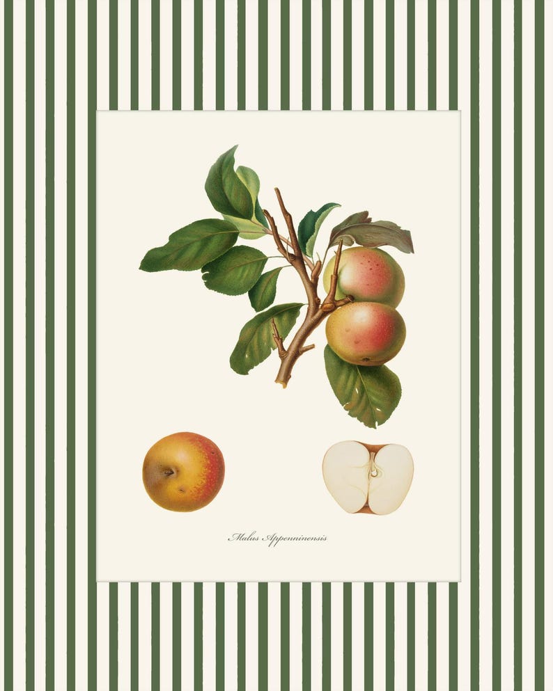 May include: A botanical illustration of an apple tree branch with three apples, one cut in half, and the text "Malus Appenninensis".