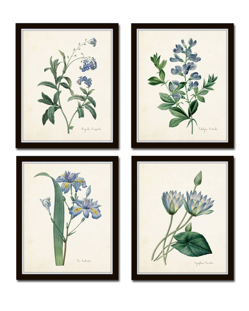 Puede incluir: Conjunto de cuatro estampas bot&aacute;nicas con flores azules. Las estampas est&aacute;n enmarcadas en marcos negros y tienen un fondo blanco. Las flores se representan en un estilo realista con ilustraciones detalladas de las hojas y los tallos. Las estampas incluyen Myosotis Scorpioides, Indigofera Tinctoria, Iris Pseudacorus y Nymphaea Caerulea.
