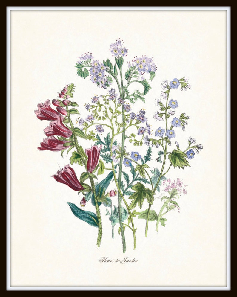 Fleurs de Jardin Print Set No. 5, Botanical Prints, Giclee, Art Prints, Antique Botanical Prints, Botanical Print Set, Wall Art,Illustration image 3