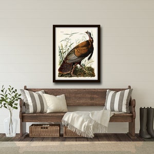 May include: A framed vintage illustration of a wild turkey in a natural setting. The turkey is brown and gray with a red head and wattle. The illustration is set against a background of green foliage.