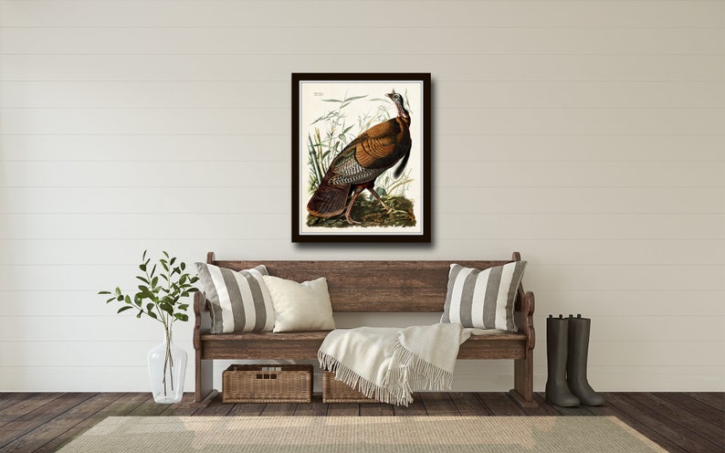 May include: A framed vintage illustration of a wild turkey in a natural setting. The turkey is brown and gray with a red head and wattle. The illustration is set against a background of green foliage.