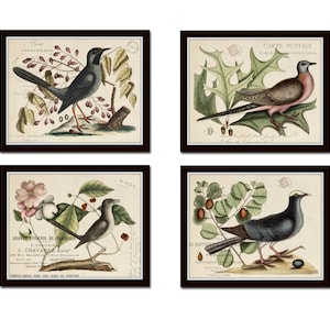 Vintage Bird and Botanical Print Set No.7,  Giclee, Art Prints, Botanical Prints, Wall Art, Vintage Bird Art, Bird Art, Bird Print Set