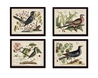 Vintage Bird and Botanical Print Set No.7,  Giclee, Art Prints, Botanical Prints, Wall Art, Vintage Bird Art, Bird Art, Bird Print Set