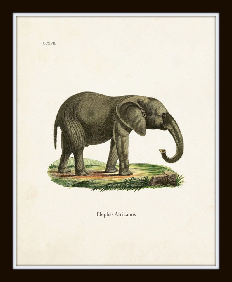 May include: A vintage illustration of an African elephant, "Elephas Africanus", standing in a grassy field. The elephant is grey with a long trunk and large ears. The illustration is framed in a white border.