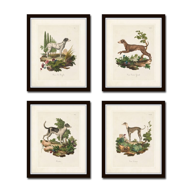 Vintage French Dogs Print Set No. 1, Vintage Dog Prints, Giclee, French Style Prints, Art Print, Wall Art, Print Sets image 1