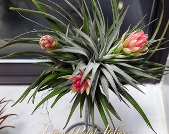 May include: A Tillandsia air plant with long, pointed, silvery-green leaves and three distinct pink flower bracts. The plant is supported by a thin metal stand. The text "Eternal Petal Atelier" is written in gold script at the bottom.