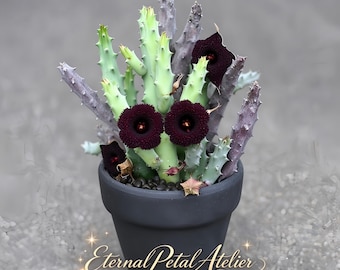 Pode incluir: Uma planta suculenta com caules eretos, espinhosos, de cor verde-pálida e acinzentada, com várias flores em forma de estrela de cor castanho-escura num vaso preto mate. O texto "Eternal Petal Atelier" está impresso em dourado no vaso.