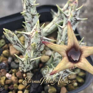 May include: A succulent plant with variegated white and green stems featuring sharp spines and a single, five-pointed, star-shaped flower with a dark center. The text Eternal Petal Atelier is overlaid in gold script at the bottom.