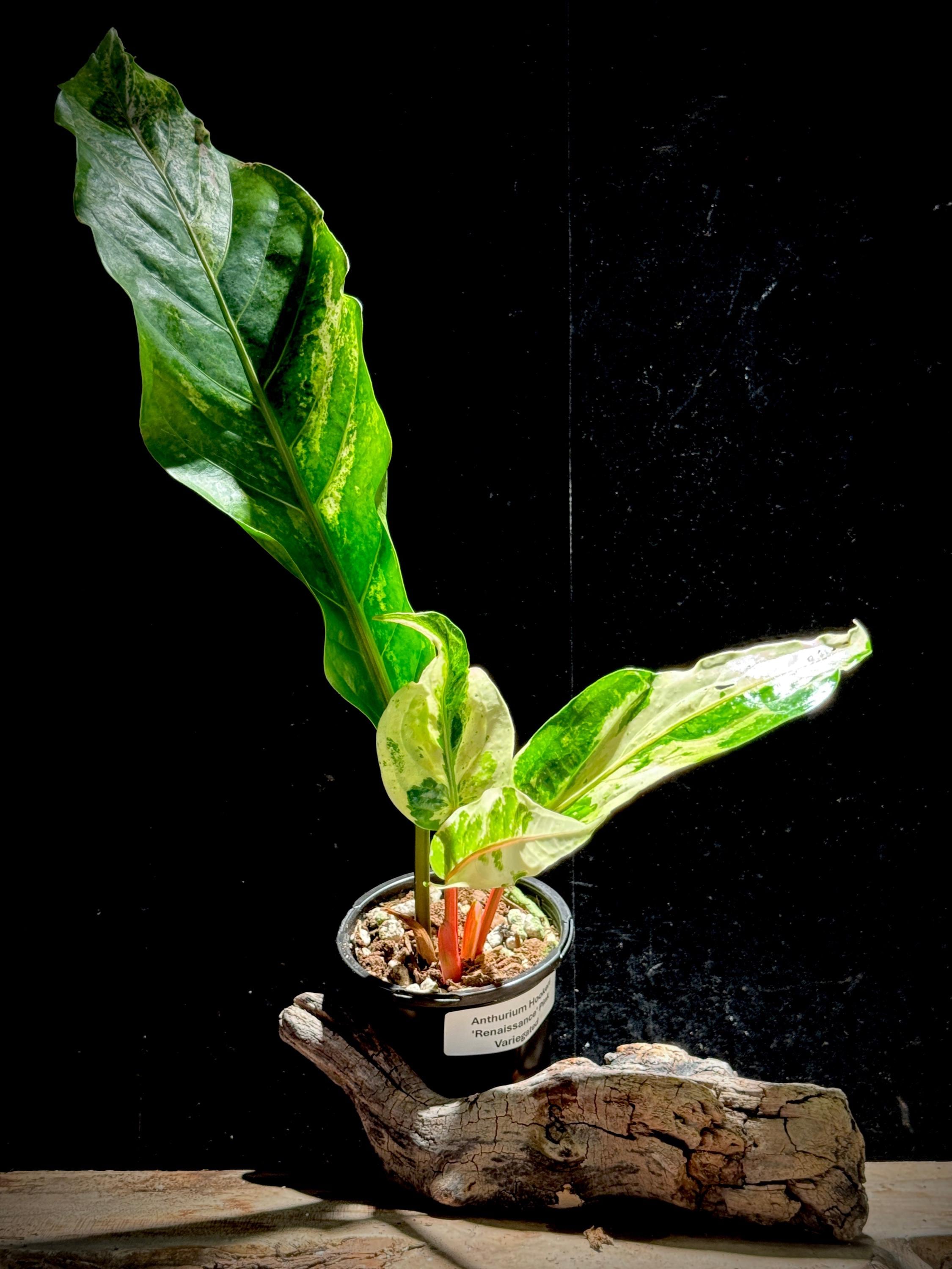 anthurium Renaissance Variegated - Etsy
