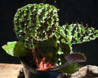 Begonia Ferox