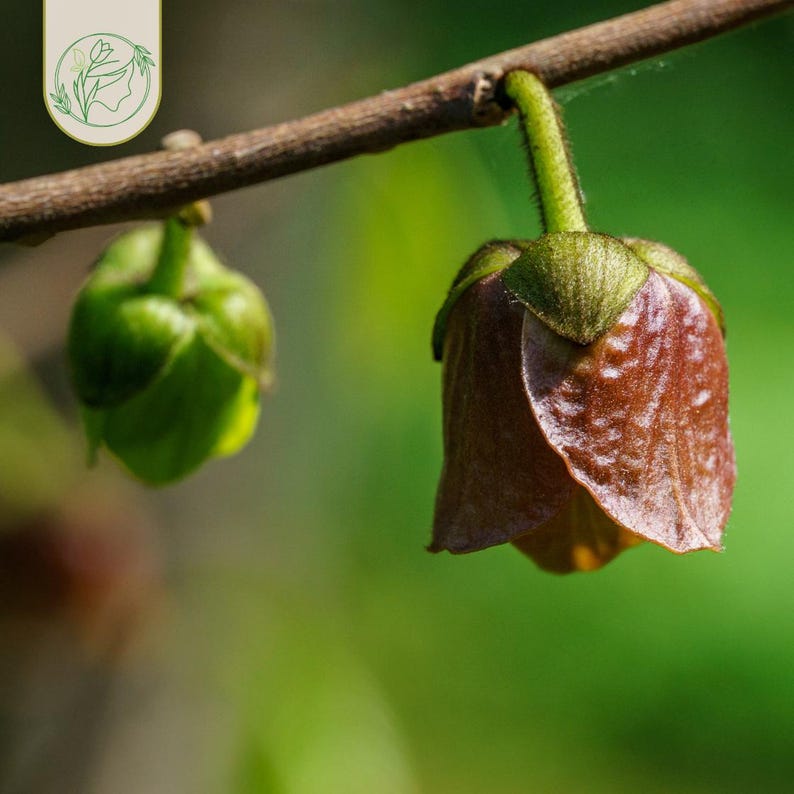 Paw Paw Indian Banana Tree Asimina Triloba Live Plant Native Fruit Tree ...